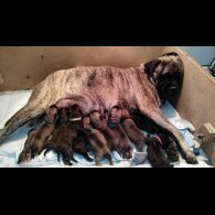 Bullmastiff - Both