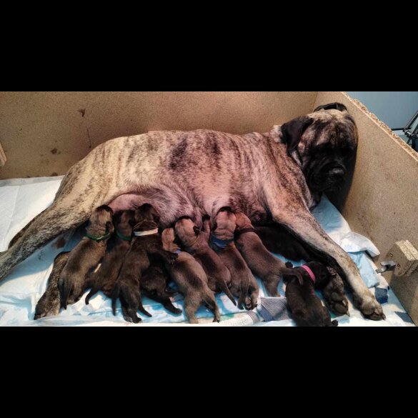 Bullmastiff - Both