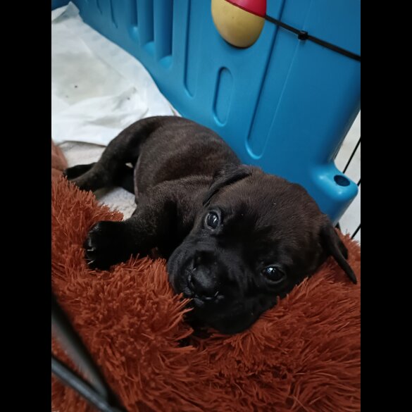 Bullmastiff - Both
