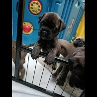 Bullmastiff - Both