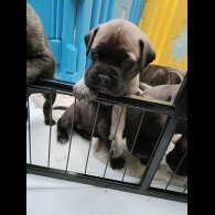 Bullmastiff - Both