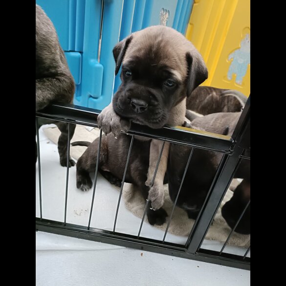 Bullmastiff - Both