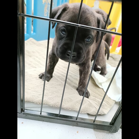 Bullmastiff - Both