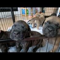 Bullmastiff - Both
