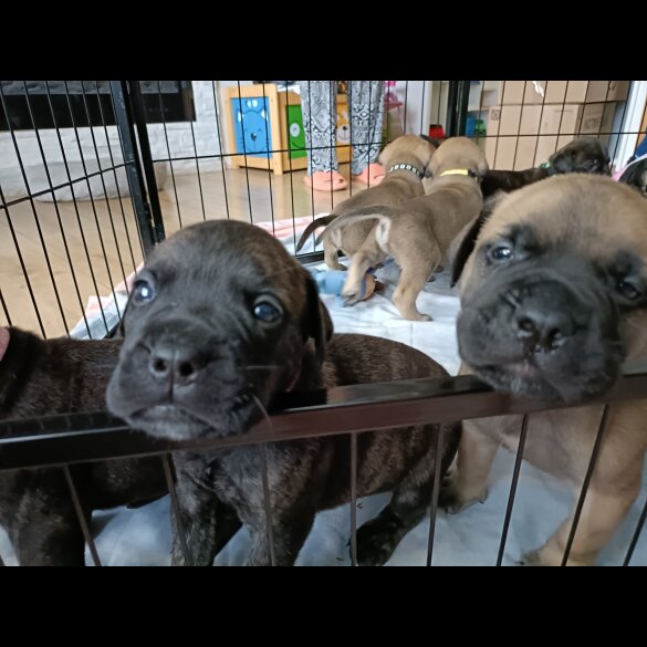Bullmastiff - Both