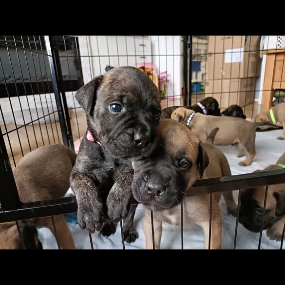 Bullmastiff - Both