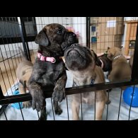 Bullmastiff - Both