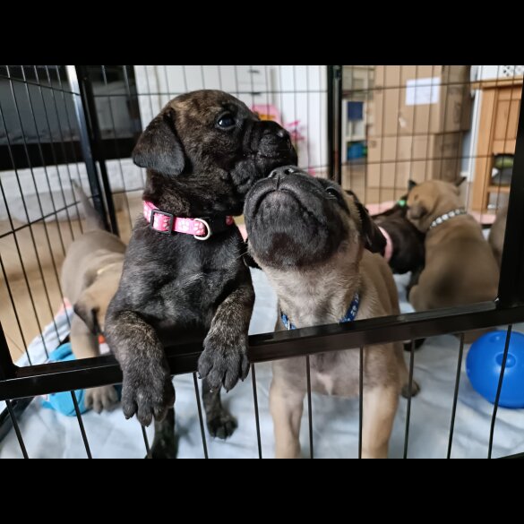 Bullmastiff - Both