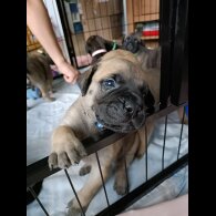 Bullmastiff - Both