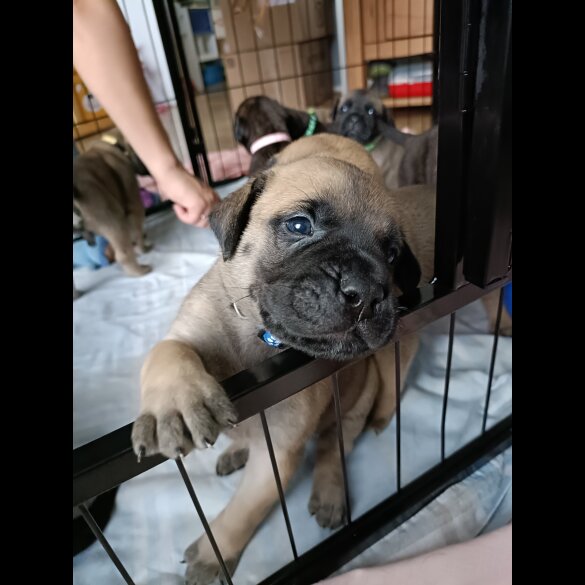 Bullmastiff - Both