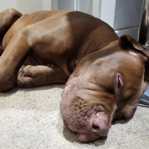Cane Corso - Dogs