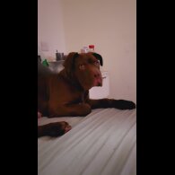 Cane Corso - Dogs