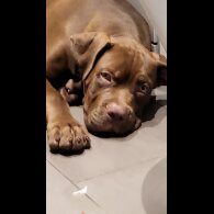 Cane Corso - Dogs