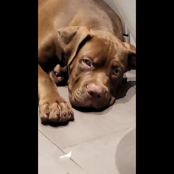 Cane Corso - Dogs