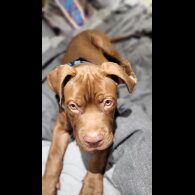 Cane Corso - Dogs