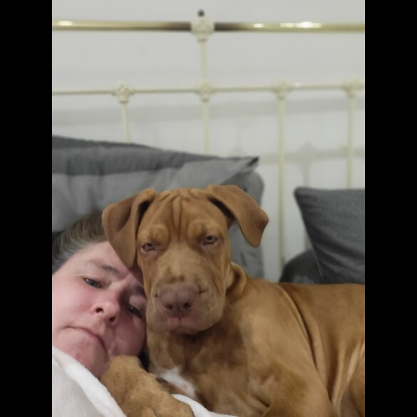 Cane Corso - Dogs
