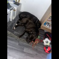 Cane Corso - Dogs