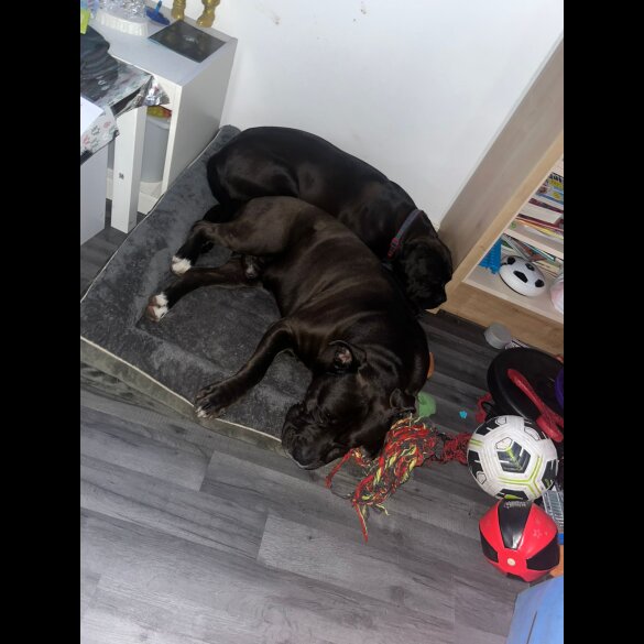 Cane Corso - Dogs
