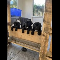 Cane Corso - Both