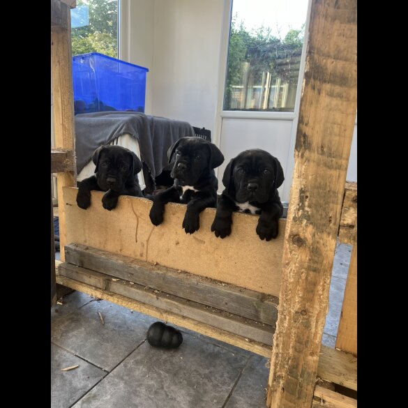 Cane Corso - Both