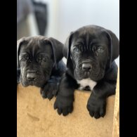 Cane Corso - Both