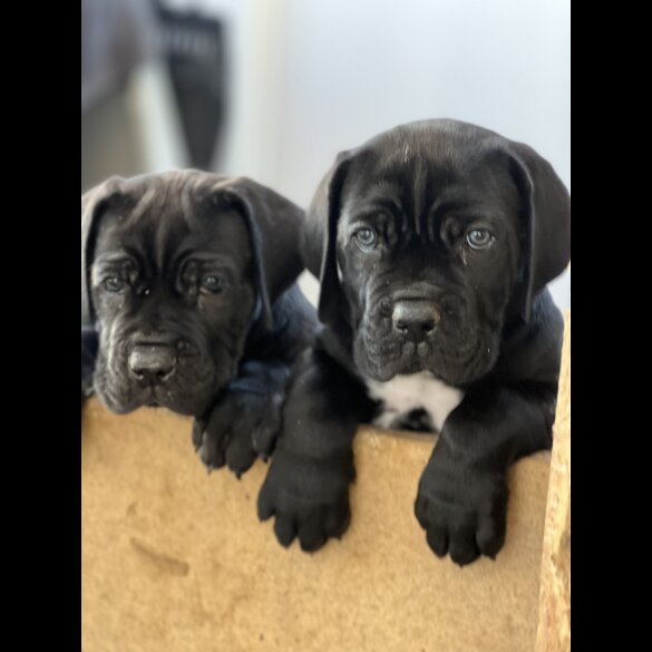 Cane Corso - Both