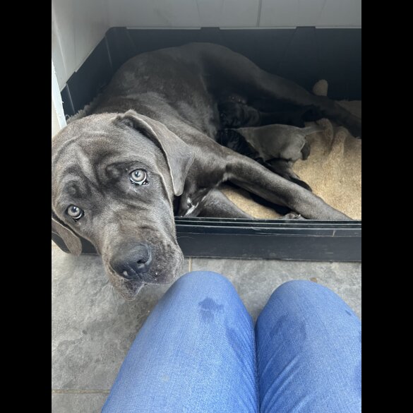 Cane Corso - Both