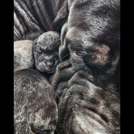 Cane Corso - Both