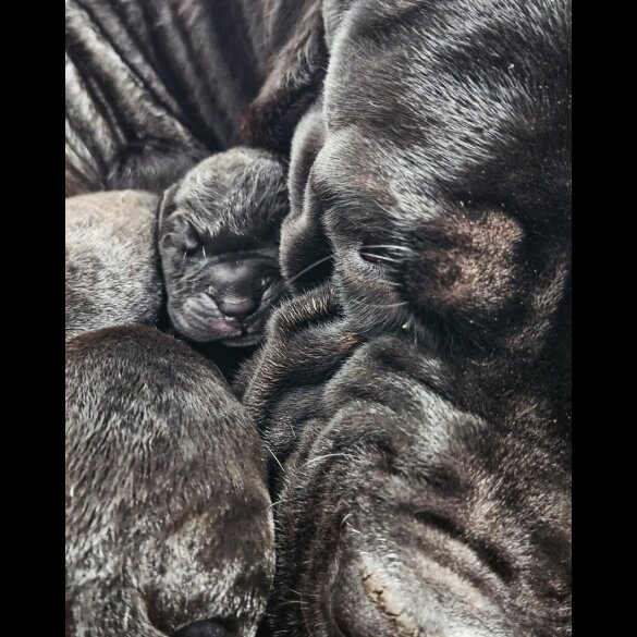 Cane Corso - Both