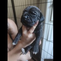 Cane Corso - Bitches