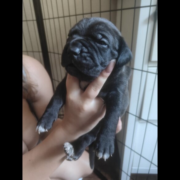 Cane Corso - Bitches