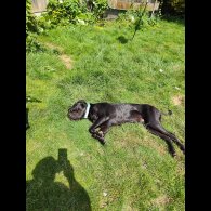 Cane Corso - Bitches