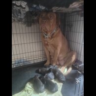 Cane Corso - Bitches