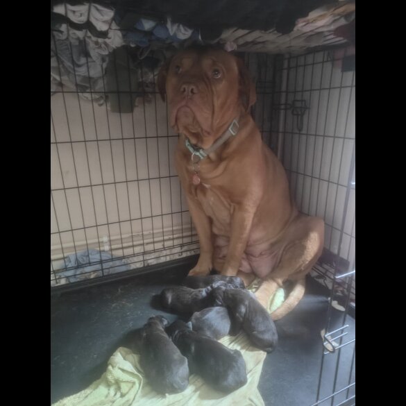 Cane Corso - Bitches