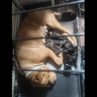 Cane Corso - Bitches