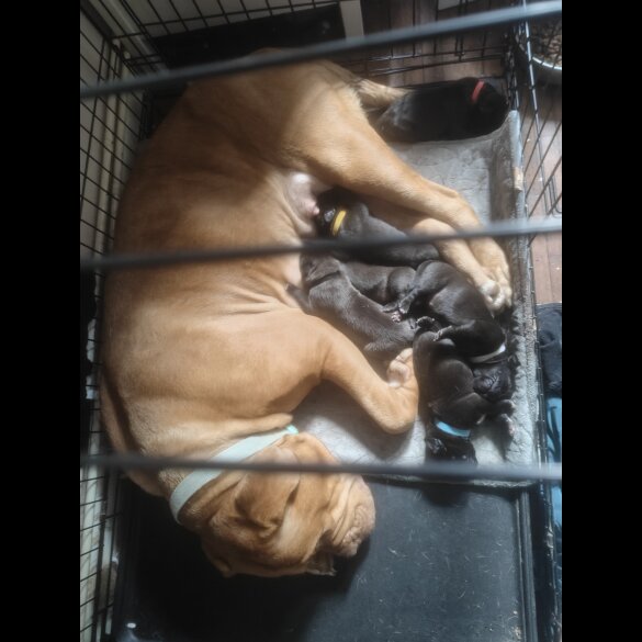 Cane Corso - Bitches