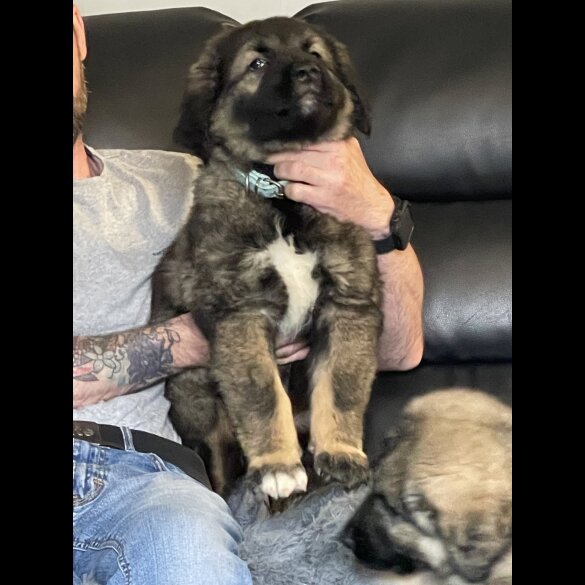 Caucasian Shepherd Dog - Both