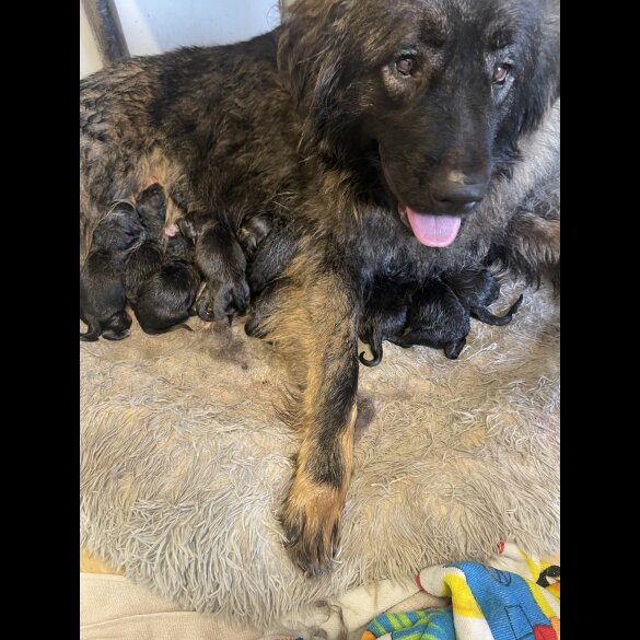 Caucasian Shepherd Dog - Both