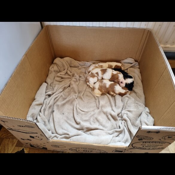 Cavalier King Charles Spaniel - Bitches