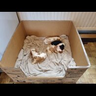 Cavalier King Charles Spaniel - Bitches