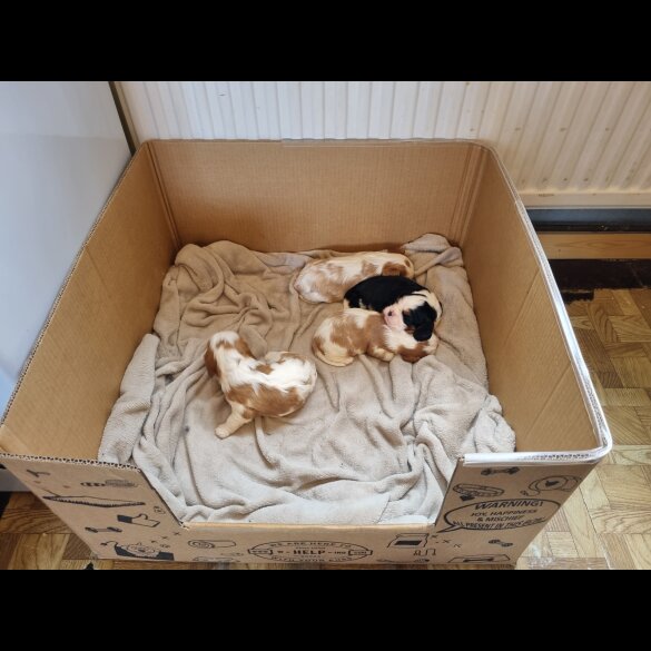Cavalier King Charles Spaniel - Bitches