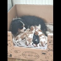 Cavalier King Charles Spaniel - Bitches