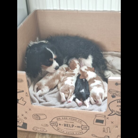 Cavalier King Charles Spaniel - Bitches