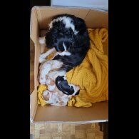 Cavalier King Charles Spaniel - Bitches