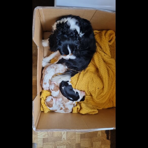 Cavalier King Charles Spaniel - Bitches