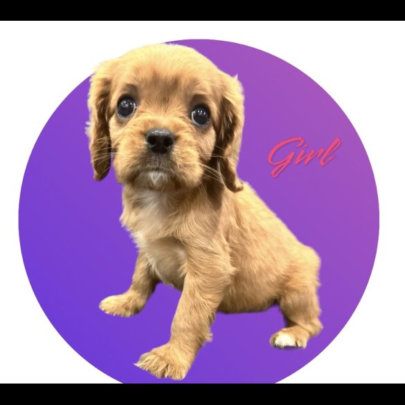 Cavalier King Charles Spaniel - Both