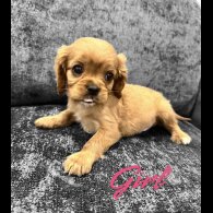 Cavalier King Charles Spaniel - Both