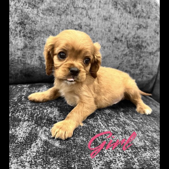 Cavalier King Charles Spaniel - Both