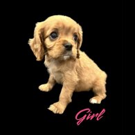 Cavalier King Charles Spaniel - Both