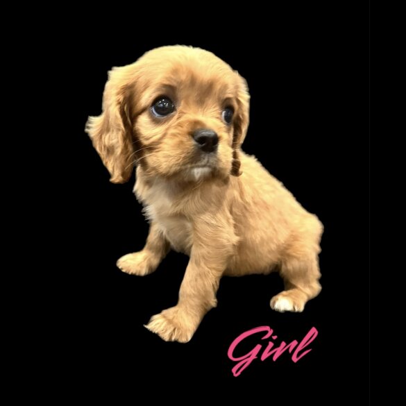 Cavalier King Charles Spaniel - Both